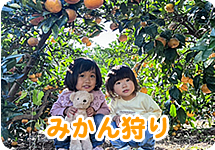 みかん狩り